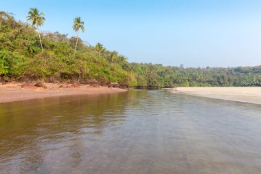 palmiye ağacı, orman ve nehir kıyısında kayalık ve kumlu, Agonda Beach, Goa, Hindistan