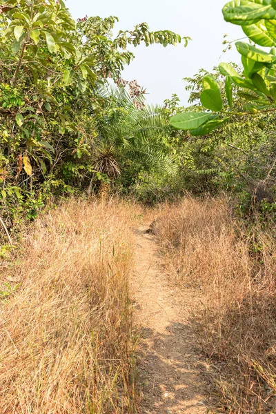 path through the jungle at Agonda Beach, Goa, India