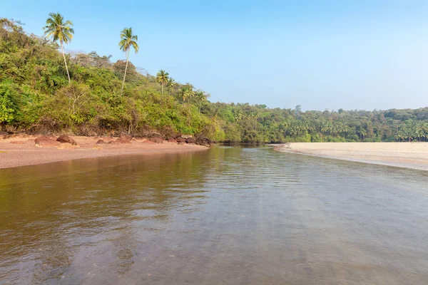 Palmier Jungle Rivière Sur Côte Rocheuse Sablonneuse Agonda Beach Goa — Photo