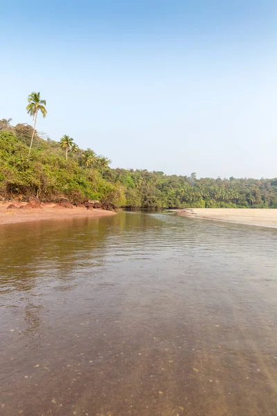 Palmier Jungle Rivière Sur Côte Rocheuse Sablonneuse Agonda Beach Goa — Photo