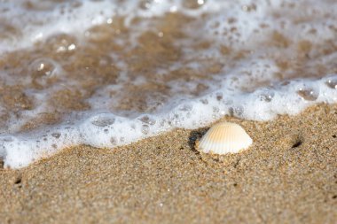tek kabuk Thiruvalluvar Nagar Beach, Chennai, Tamil Nadu, Hindistan
