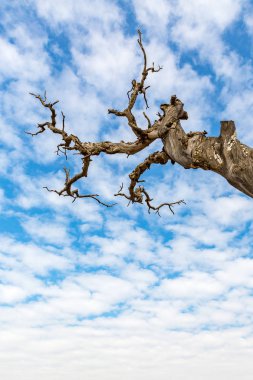 ölü ağaçlar, Nahargarh Fort, Jaipur, Rajasthan, Hindistan