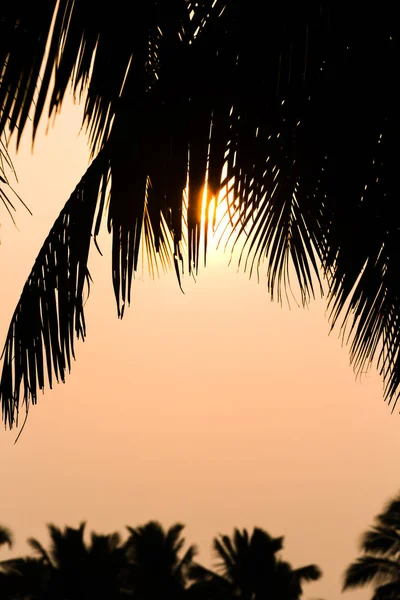 sunset behind palm leaves, Navelim, Goa, India