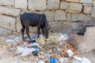 Hampi, Karnataka, Hindistan - 1.14.2017; Kutsal sığır sokak çöpten yiyor