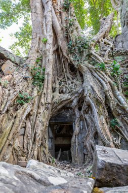 bitki örtüsü Siem Reap, Kamboçya, Asya, Ta Prohm tapınak kalıntıları olağanüstü