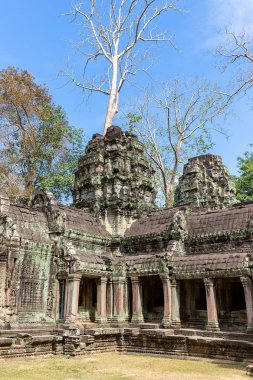 antik kalıntıları Ta Prohm Tapınağı, Siem Reap, Kamboçya, Asya