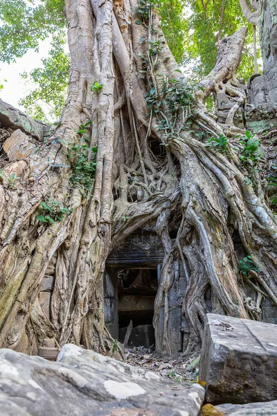 Vegetationen Återerövrar Ruinerna Prohm Templet Siem Reap Kambodja Asien — Stockfoto