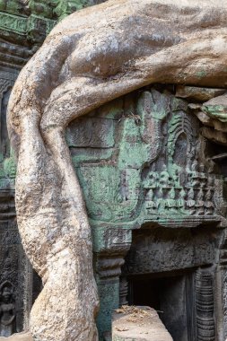 bitki örtüsü Siem Reap, Kamboçya, Asya, Ta Prohm tapınak kalıntıları olağanüstü