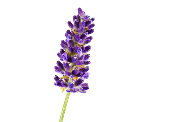 Bela Lavanda Verdadeira Isolada Fundo Branco Com Espaço Cópia — Fotografia de Stock