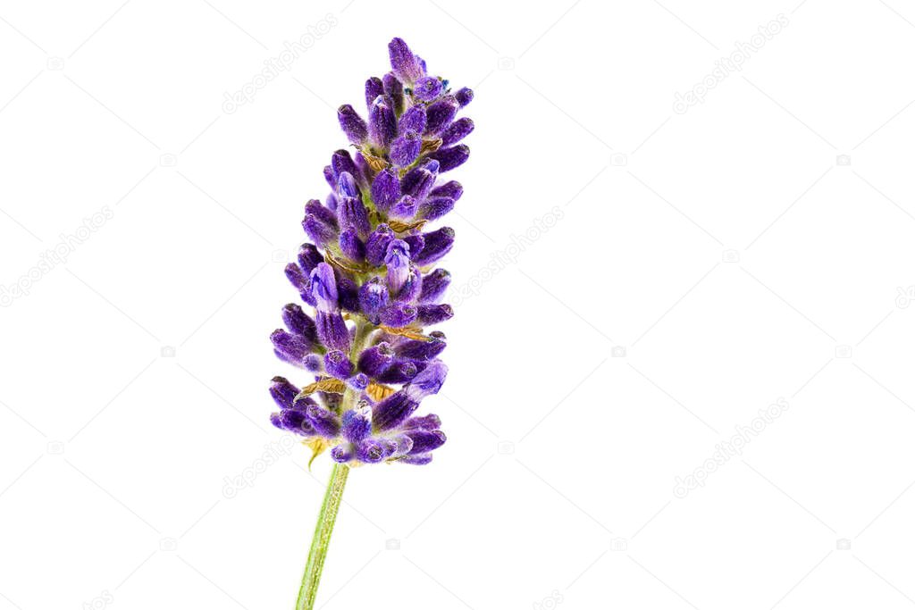 beautiful true lavender isolated on white background with copy space