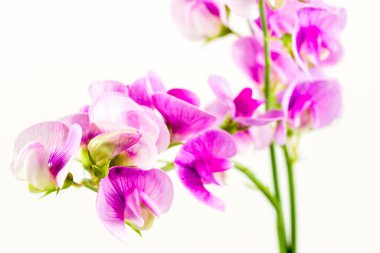 Güzel Victoria çiçeği beyaz arka planda izole edilmiş.