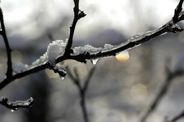 Bir şube teslimi dondurma