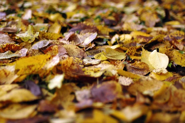 Yere solmuş yapraklar