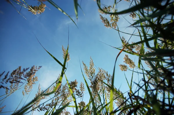 Mavi Gökyüzü ve yeşil çimenler