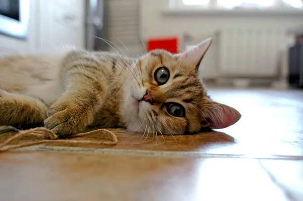 Kedi yerde yatıyor.