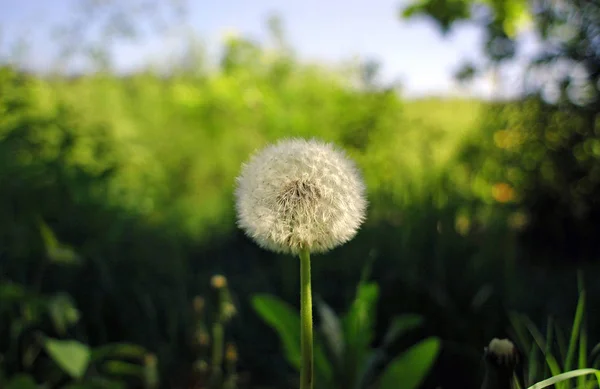 Karahindiba ormanın ortasında