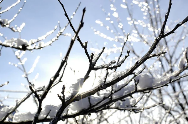 Soğuk bir sabah donmuş dallarda