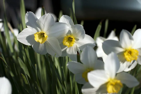 Bahçedeki nergisler