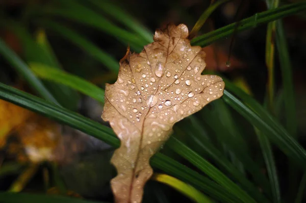sonbaharın son yaprak