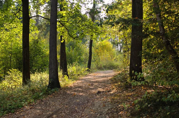 Sonbahar Zelenograd ormanda