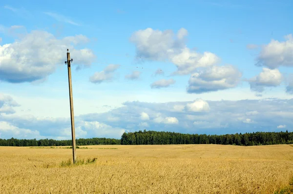 Çavdar tarlasının ortasındaki sütun