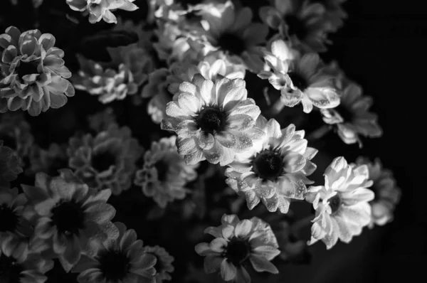 Siyah beyaz Krizantemler