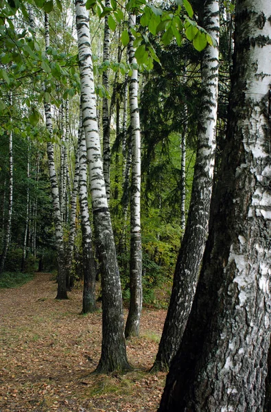 Birch alley in the autumn forest