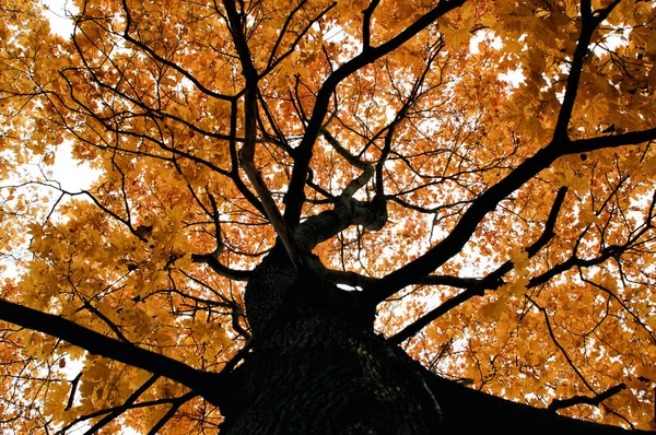 Tall maple tree in autumn