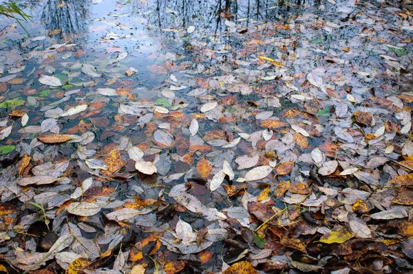 Gölette sonbahar yaprakları
