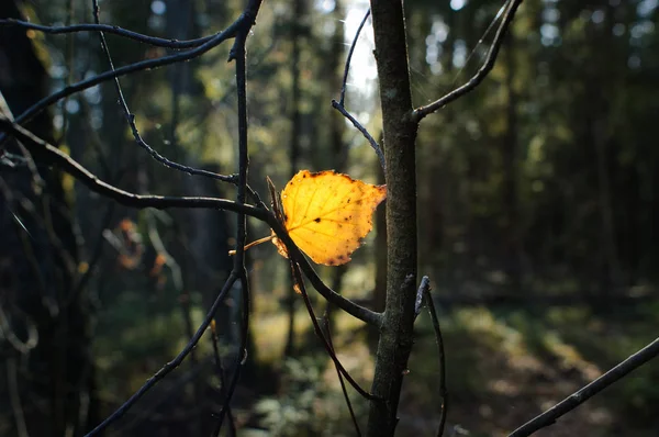 Bir dalda sonbahar yaprağı
