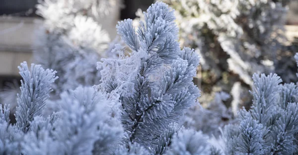 Zimní Čas Jinovatka Winterpine Stromě — Stock fotografie
