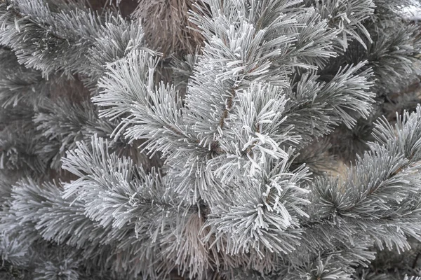 Inverno Hoarfrost Árvore Winterpine — Fotografia de Stock