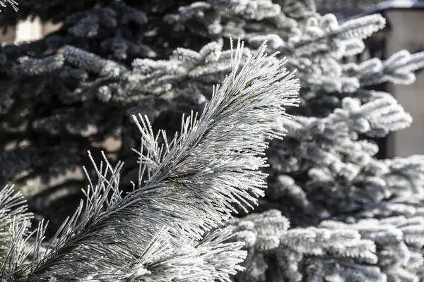 Zimní Čas Jinovatka Winterpine Stromě — Stock fotografie