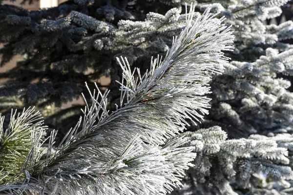 Téli Időben Dér Winterpine — Stock Fotó