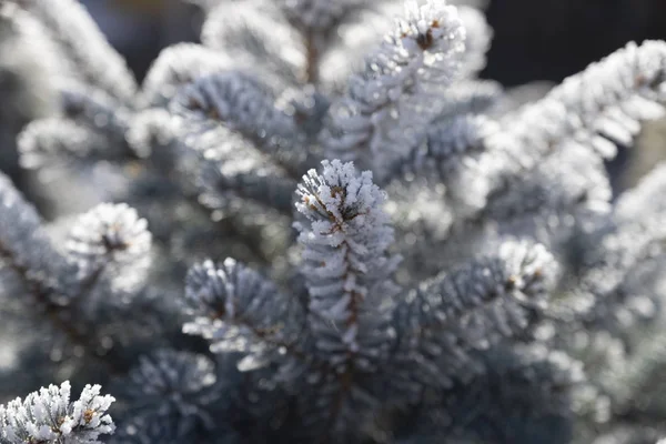 Zimní Čas Jinovatka Winterpine Stromě — Stock fotografie