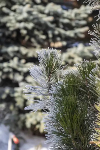 Zimní Čas Jinovatka Winterpine Stromě — Stock fotografie