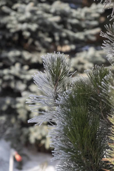 Winterzeit Raureif Der Winterkiefer — Stockfoto