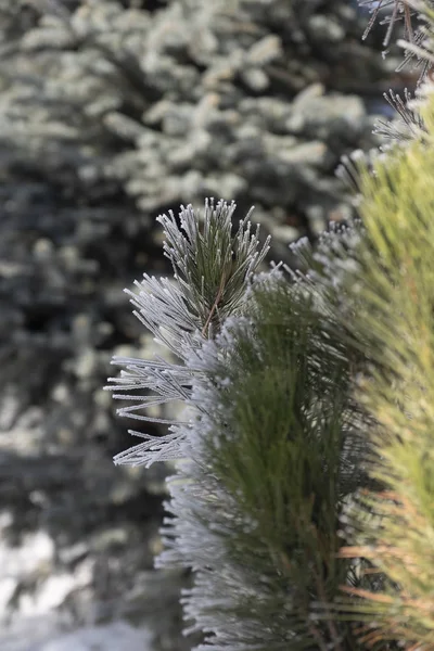 Zimní Čas Jinovatka Winterpine Stromě — Stock fotografie