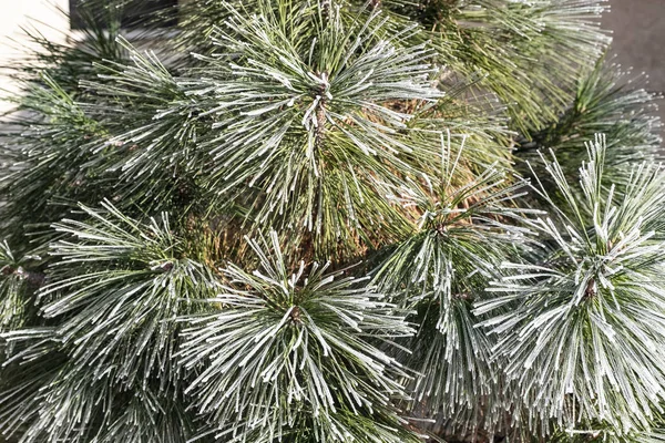 Zimní Čas Jinovatka Winterpine Stromě — Stock fotografie