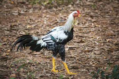 Hint ormandaki horoz