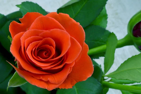 Beautiful red rose in plant