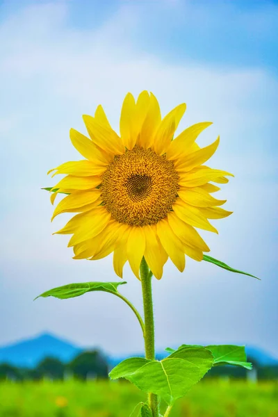 Bahçede güzel bir ayçiçeği