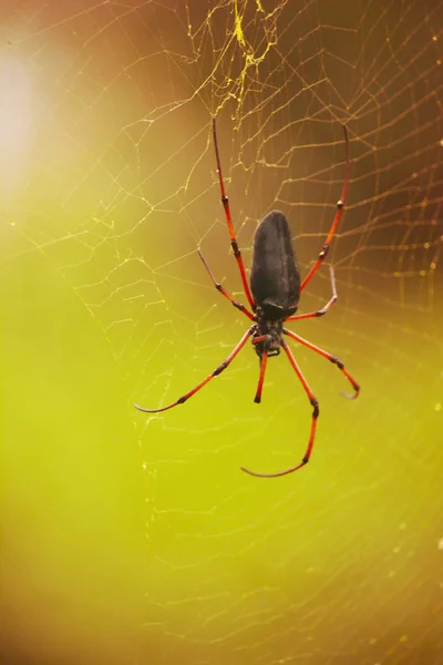 Hämähäkki Cobwebissä Sademetsässä — kuvapankkivalokuva