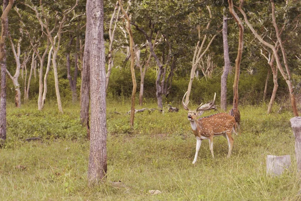 森林里的鹿 — 图库照片