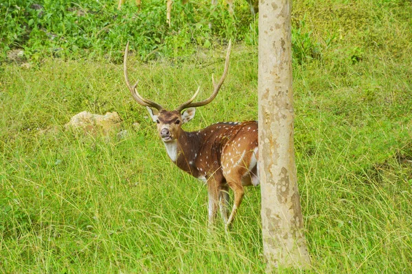 Veado Floresta — Fotografia de Stock