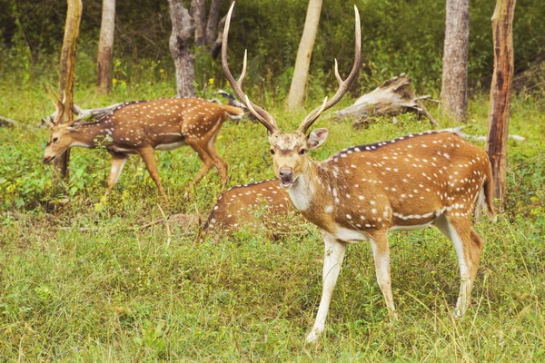 Chital Spottet 轴鹿的牧群 — 图库照片
