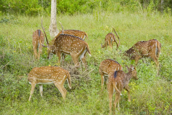 Herd Chital Manchado Cervo Eixo Índia — Fotografia de Stock