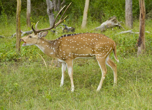 Deer Forest Stock Image