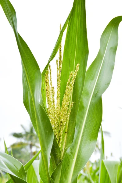 Mijo Campo Agrícola —  Fotos de Stock