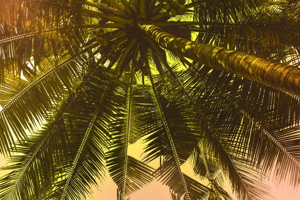 Palmera Coco Con Efecto Vintage — Foto de Stock